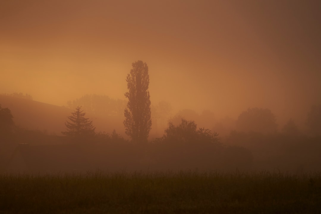 silhouettes of trees in the dusty morning during sunrise